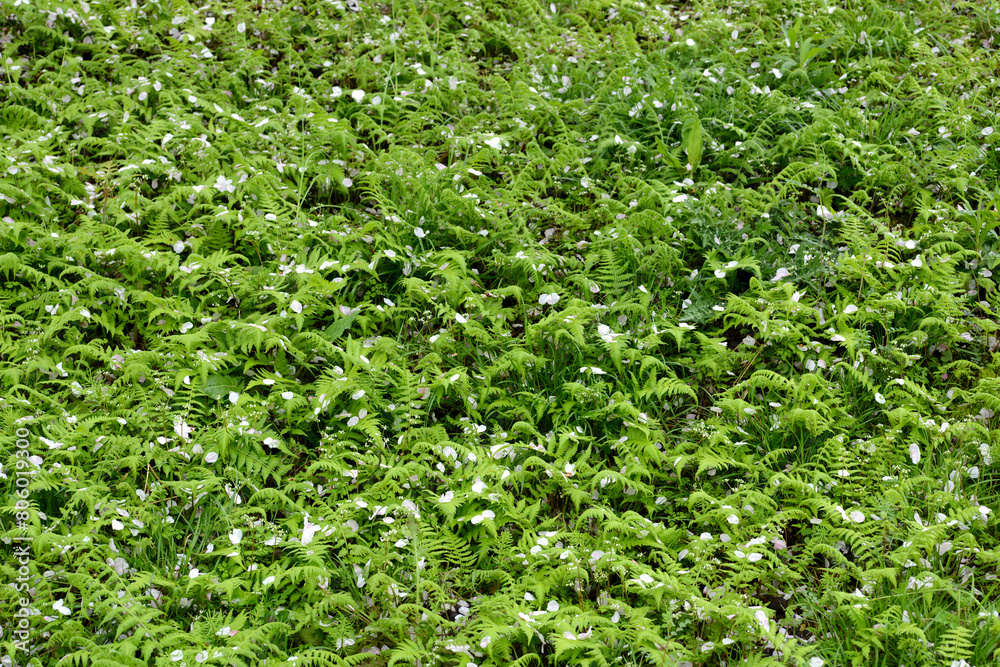 Obraz premium 花散る頃