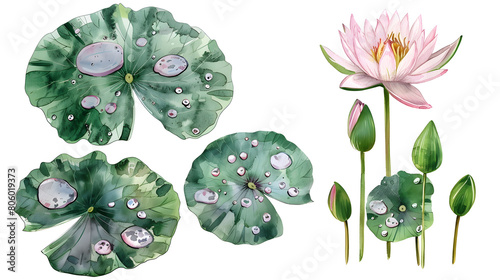 Botanical watercolor illustration set of water lily with dew drops on white background.
 photo