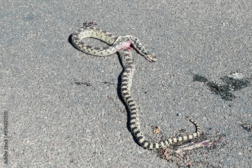 Gopher Snake run over at The Valley of Fire in Nevada.  photo