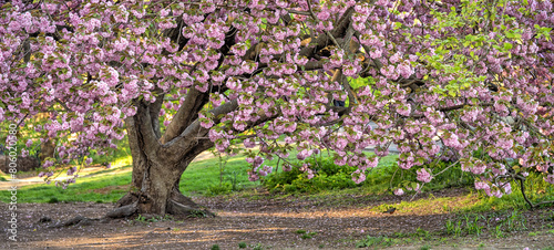 Central Park in spring photo