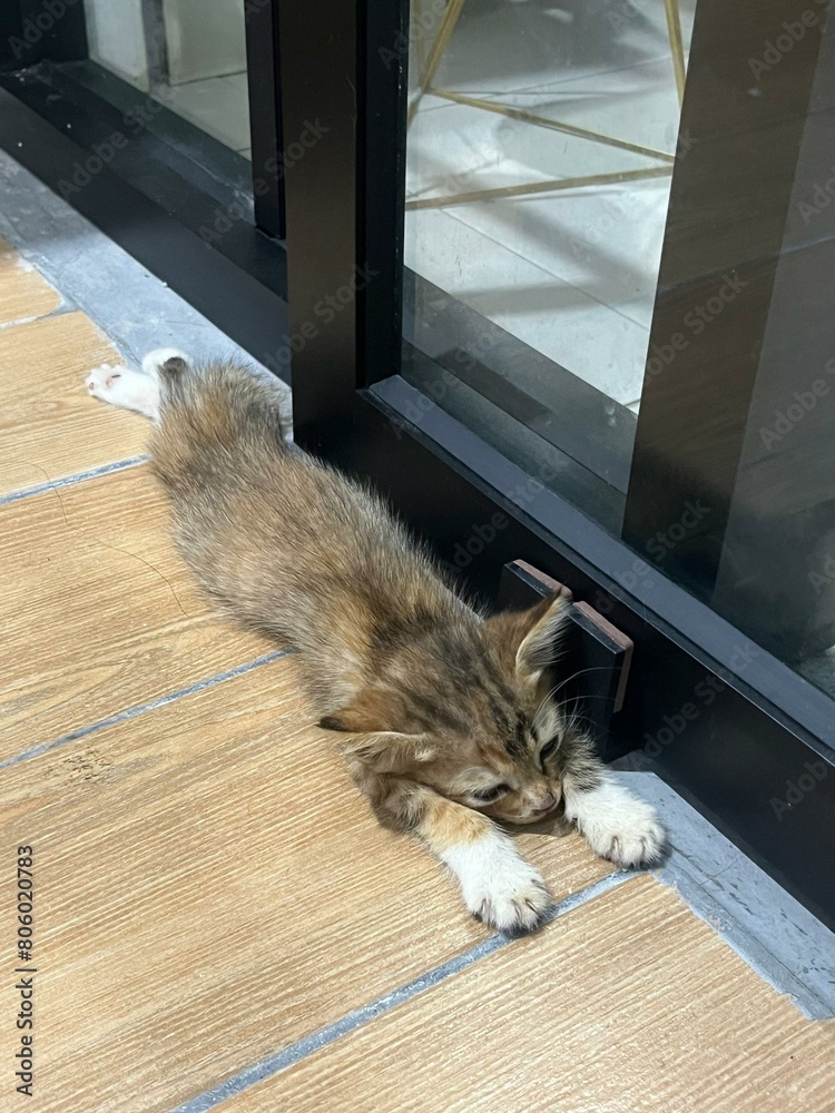 Obraz premium Cuties Kitten