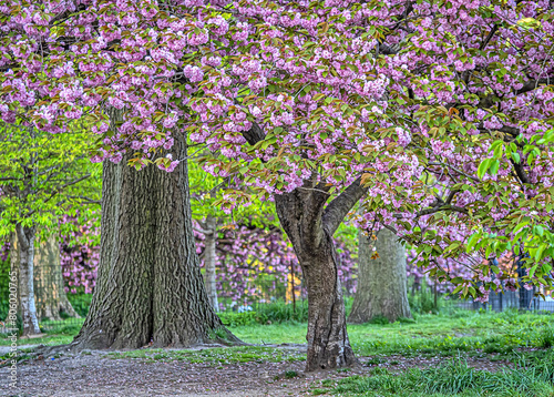 Central Park in spring photo