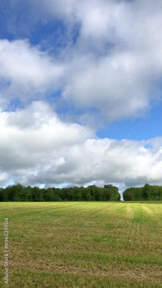 Freshly mown meadow field and trees with green lush foliage and leaves in a forest, blue sky with clouds, vertical video
