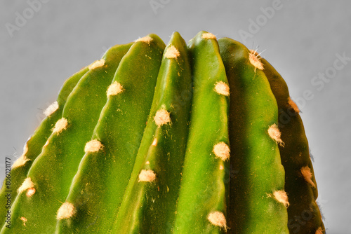 Cactus Background green nature Graphic art