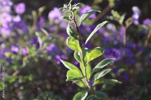 Bluewitch Nightshade