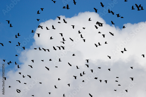 Foto 空を飛ぶカラスの群れ