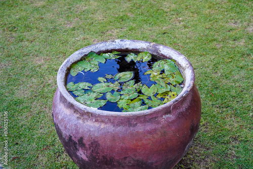 Small lotus plant above the water in an earthenware barrel, teratai photo