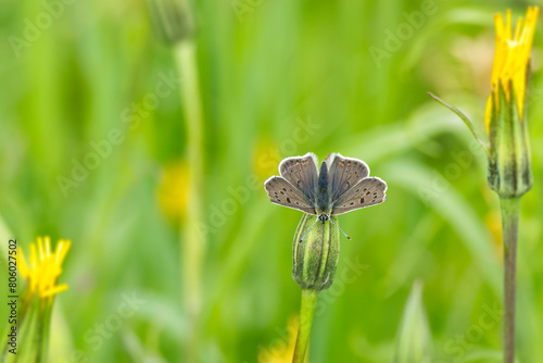 Male sooty copper butterfly (Lycaena tityrus) sitting on flower in Zurich, Switzerland photo