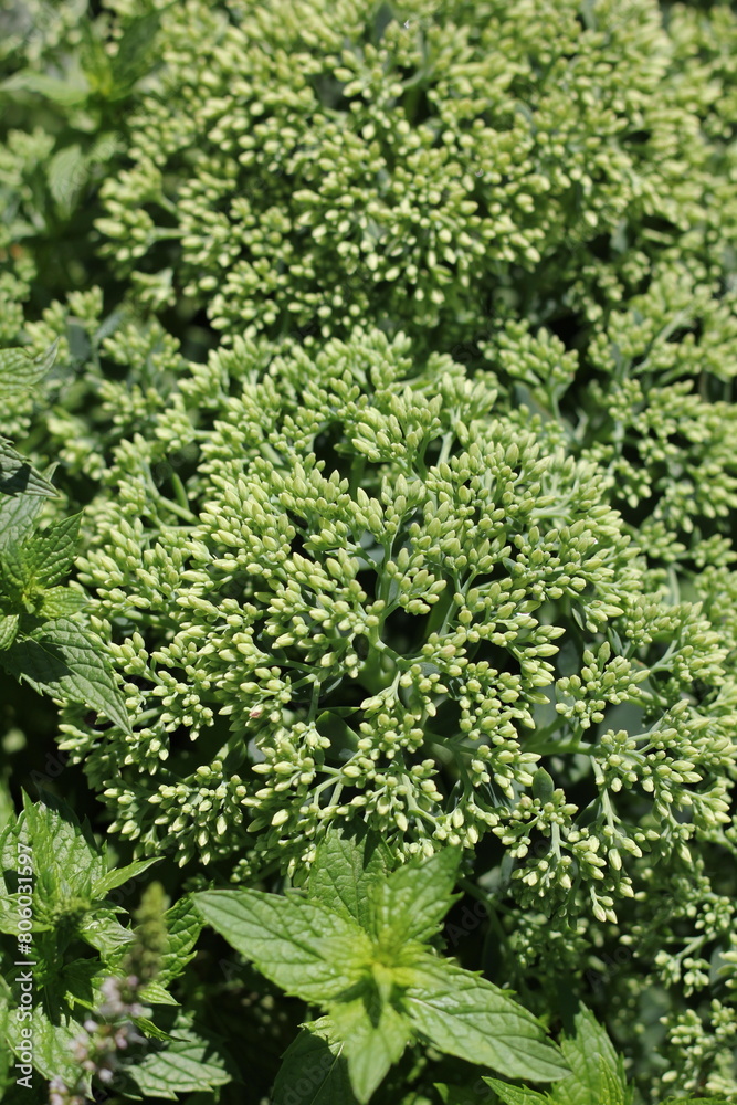 Green brocolli growing in the garden. Green brocolli growing in the garden.