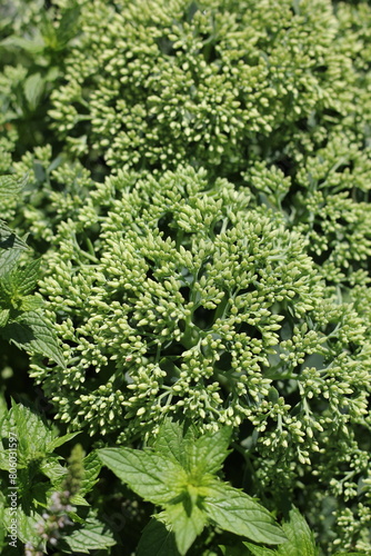 Green brocolli growing in the garden.