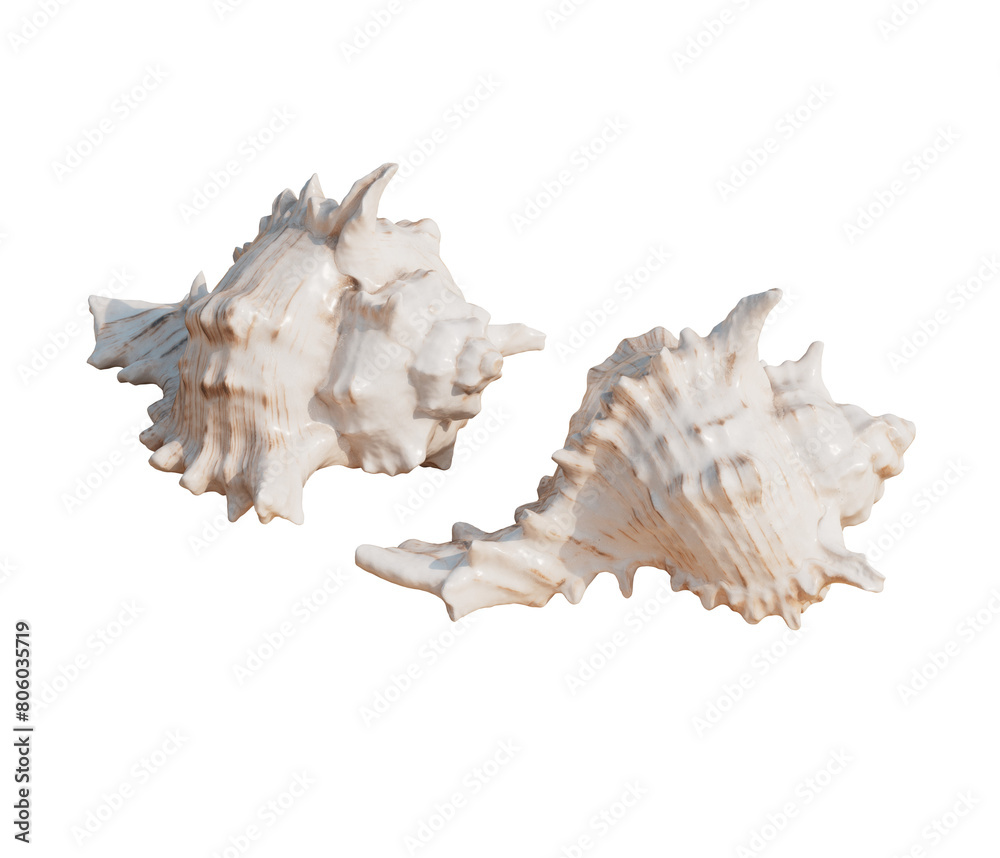 해변 모래사장 소라 껍데기 Sea Shells on the Beach with Sand
해변 모래사장 소라 껍데기 Sea Shells on the Beach with Sand