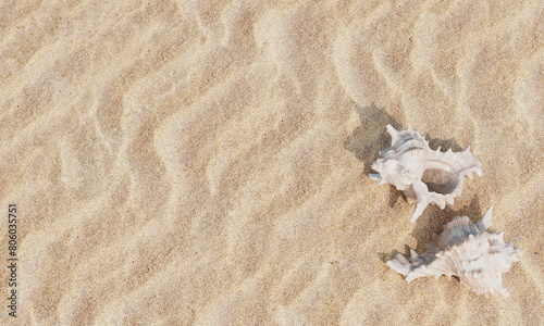 해변 모래사장 소라 껍데기 Sea Shells on the Beach with Sand

