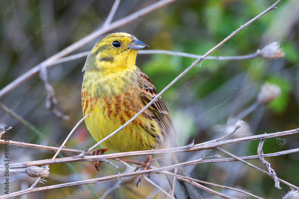 male yellowhammer in natural habitat male yellowhammer in natural habitat