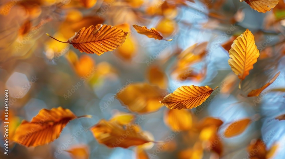 Autumn leaves in gentle breeze Autumn leaves in gentle breeze