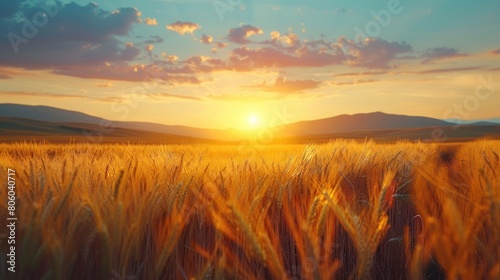 Golden wheat field at sunset © 2D_Jungle