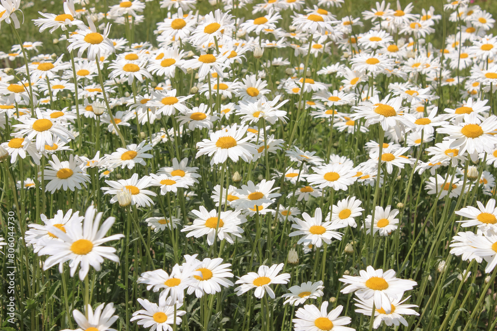 daisy flower field full frame background wallpaper floral aesthetic daisy flower field full frame background wallpaper floral aesthetic