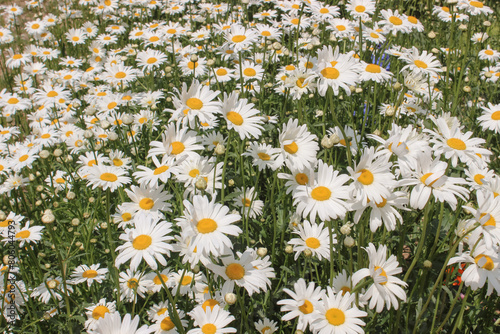 daisy flower field full frame background wallpaper floral aesthetic