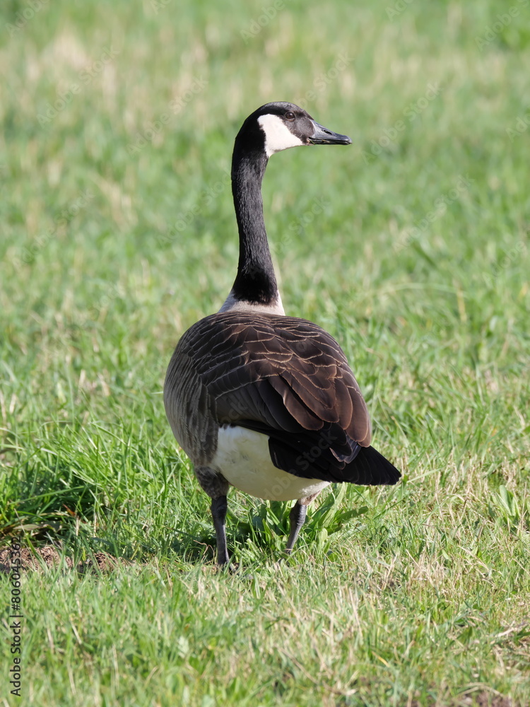 Eine Kanadagans (Branta canadensis) steht auf einer grünen Rasenfläche im Sonnenlicht Eine Kanadagans (Branta canadensis) steht auf einer grünen Rasenfläche im Sonnenlicht