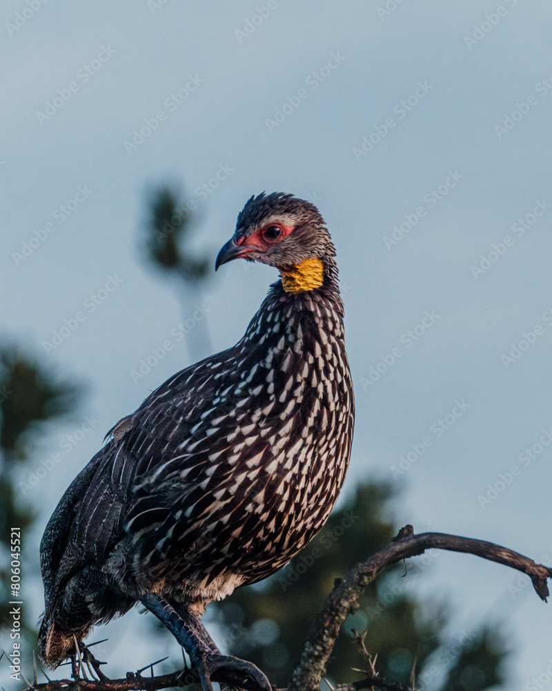 Yellow-necked Spurfowl perched, vivid in Kenyan dawn.