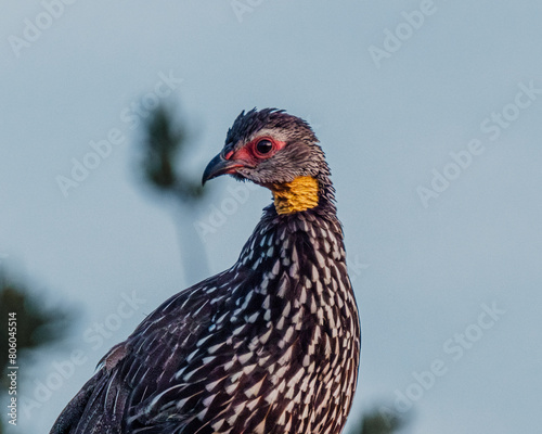Yellow-necked Spurfowl perched, vivid in Kenyan dawn. photo
