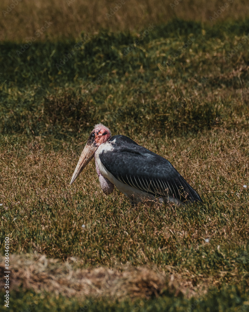 Obraz premium Marabou Stork in grass, striking profile, Masai Mara