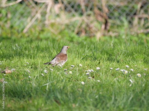 Eine Wacholderdrossel Turdus pilaris sucht auf einer gemähten Rasenfläche nach Nahrung