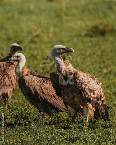 R  ppell s Griffon Vulture close-up  detailed plumage  Masai Mara