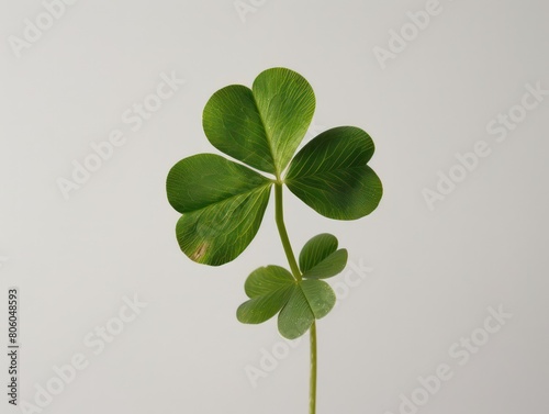 3 leaf clover © MADGALLERY