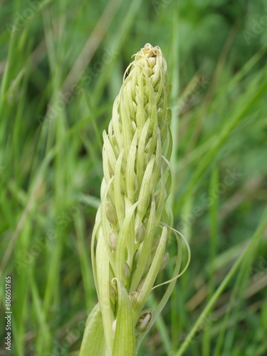 Die noch nicht offenen Blüten in Blütenstand der Dichtblütigen Händelwurz, Gymnadenia densiflora auf einem Trockenrasen im Mai bei Margetshöchheim in Unterfranken photo