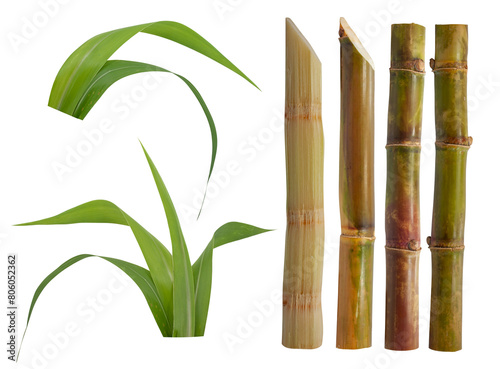 Sugar cane isolated on white background