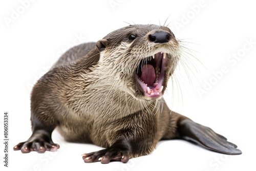 Isolated Otter. Friendly and Happy Animal - Eurasian River Otter with Mouth Wide Open Cut-Out