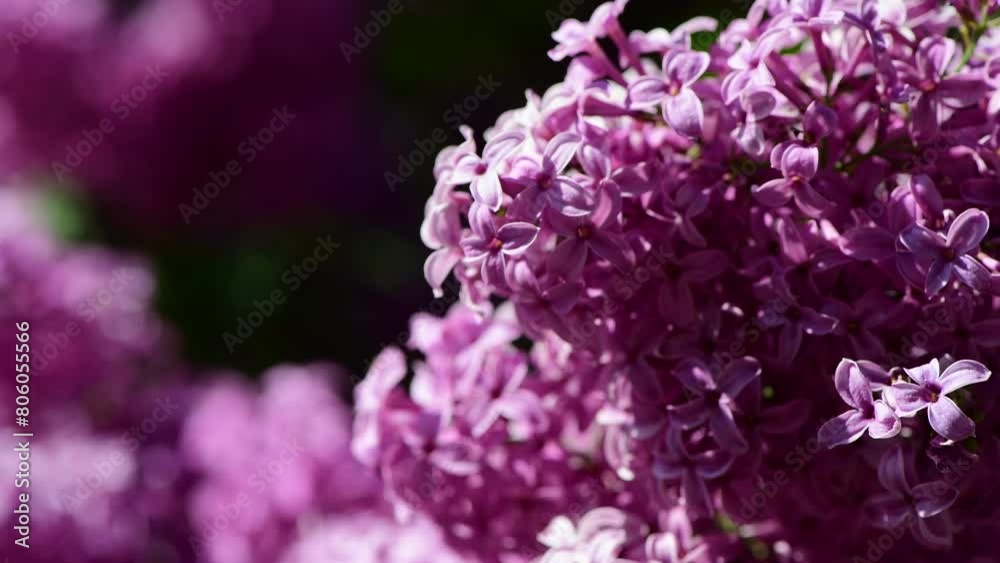 Lilac garden trees under sunny day, nature, spring time and botany Lilac garden trees under sunny day, nature, spring time and botany