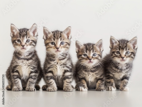 kittens, cats sitting on a table on white background © MADGALLERY
