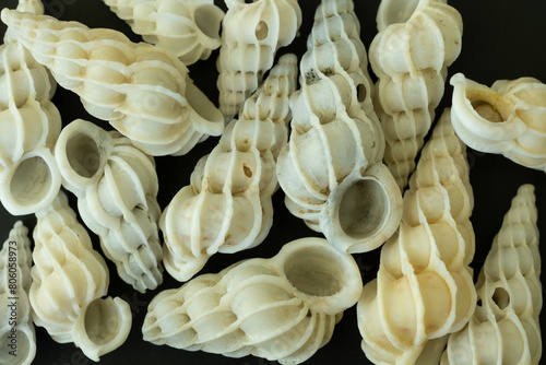 Common wentletrap shells photo