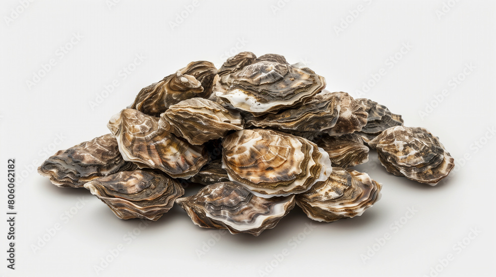 Group of fresh European flat oysters isolated on white background. oysters on a white background, promotional presentation of the product Group of fresh European flat oysters isolated on white background. oysters on a white background, promotional presentation of the product