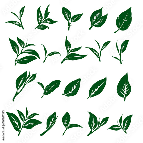 tea leaves vector. tea sprout with leaves. silhouette of tea leaves. tea Leaf silhouette Collection. 