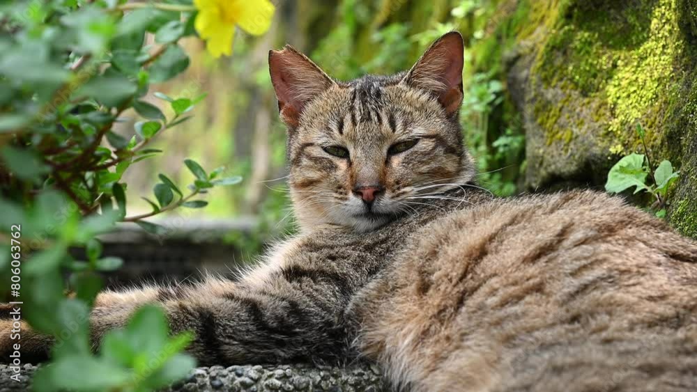 Cat sit on road with green natural bokeh background in Houtong cat village, city, Taiwan. Cat sit on road with green natural bokeh background in Houtong cat village, city, Taiwan.