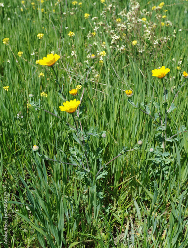 Chrysanthème des moissons (Glebionis segetum) sur le plateau du Gious Kampos près de Réthymnon en Crète