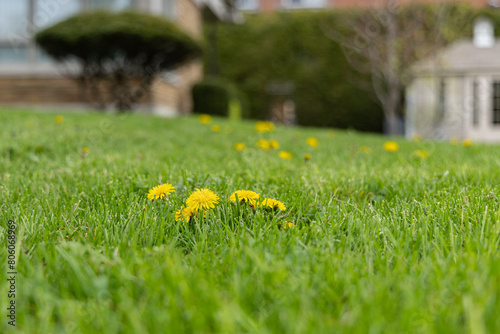 Dandelion grass and lawn