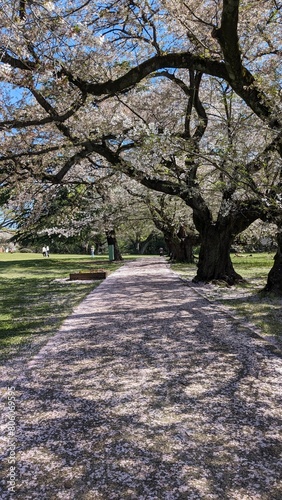 path in the park