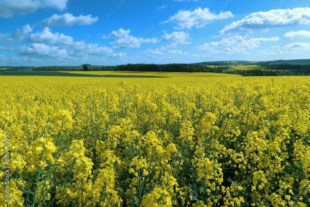 Obraz premium Agriculture en Champagne Ardenne dans la région Grand Est, paysage de champ de colza (brassica napus) jaune, en fleur, sous un ciel bleu, au printemps (France)