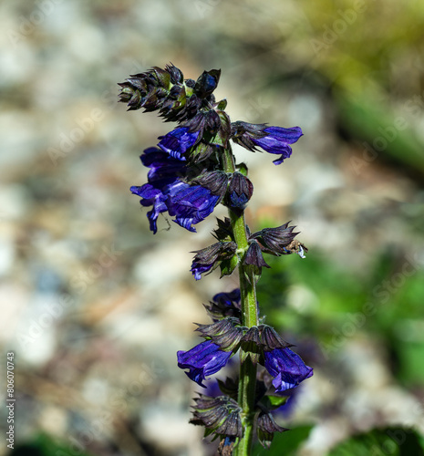 Dragonmouth or Pyrenean dead-nettle (Horminum pyrenaicum) is a perennial herb native to Pyrenees and Alps photo