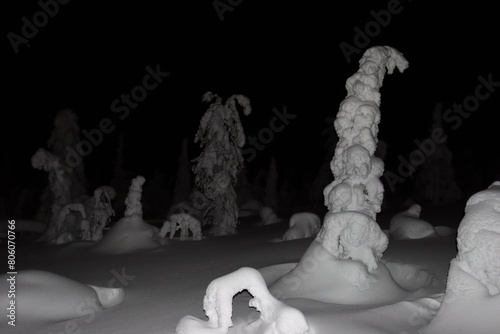 Lappland, Schnee, Winter, Eis, Tanne, Nacht, Unbearbeitet photo