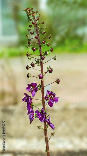 Purple mullein (Verbascum phoeniceum), Phoenician mullein photo
