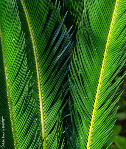 Selective on fresh green leaves of a Japanese sago palm  Cycas revoluta 