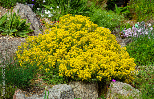 Basket of Gold, Golden-tuft Alyssum or Golden-tuft Madwort (Aurinia saxatilis), native to Europe and Turkey