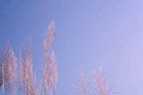 Wild grass flowers in aesthetic nature of early morning sky background. Quiet and calm image in minimal zen mood. Summer nature in pastel tone.