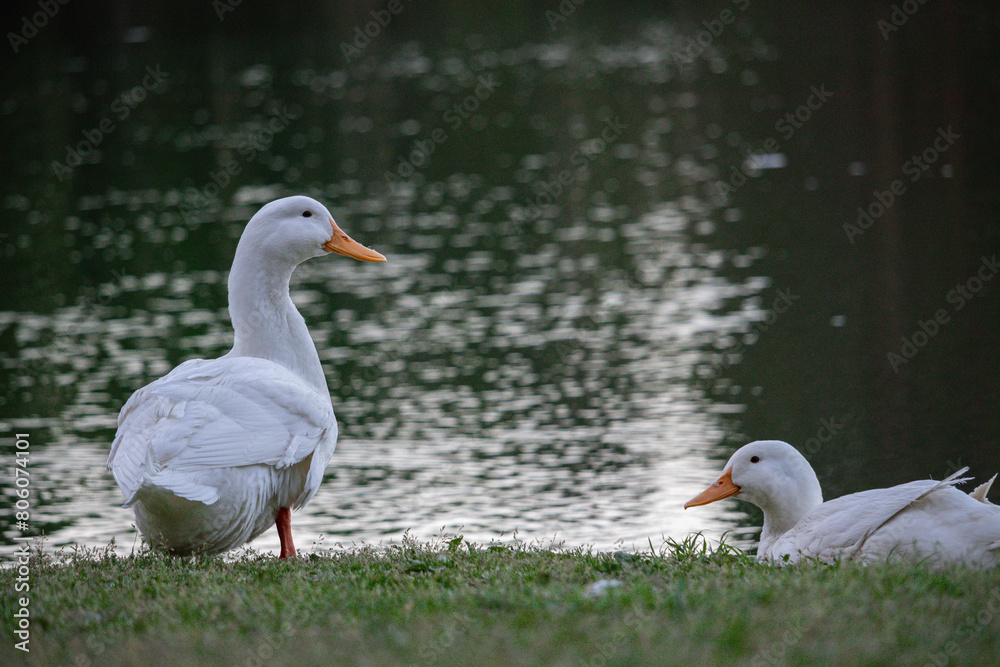 Obraz premium two ducks on the grass