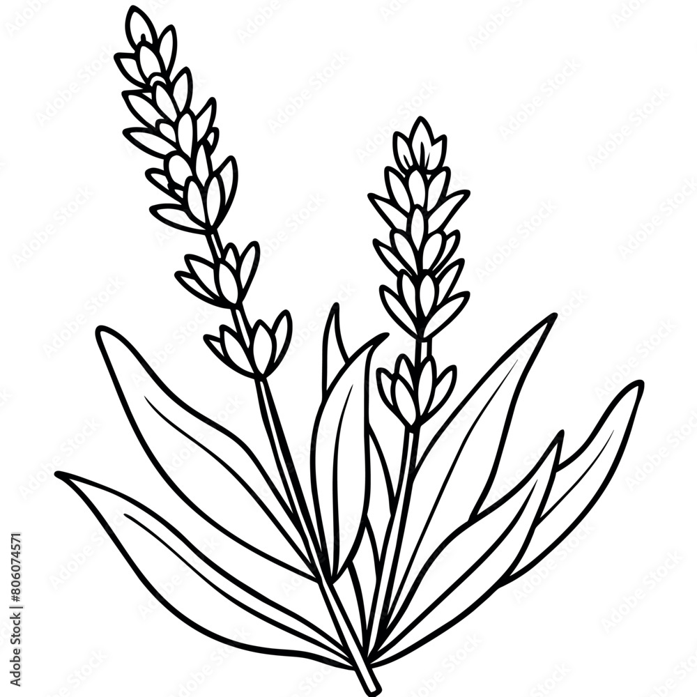 Lavender flower outline illustration coloring book page design Lavender flower outline illustration coloring book page design