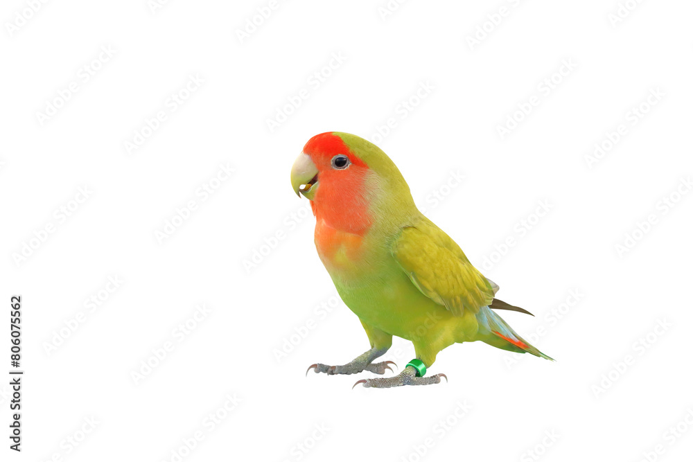 Cute of Lovebird parrot isolated on transparent background png file Cute of Lovebird parrot isolated on transparent background png file